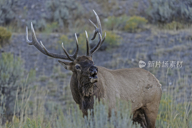 雄性落基山麋鹿(Cervus canadensis nelsoni)是在落基山和黄石国家公园发现的麋鹿的一个亚种。在有鹿角的秋天和发情期。